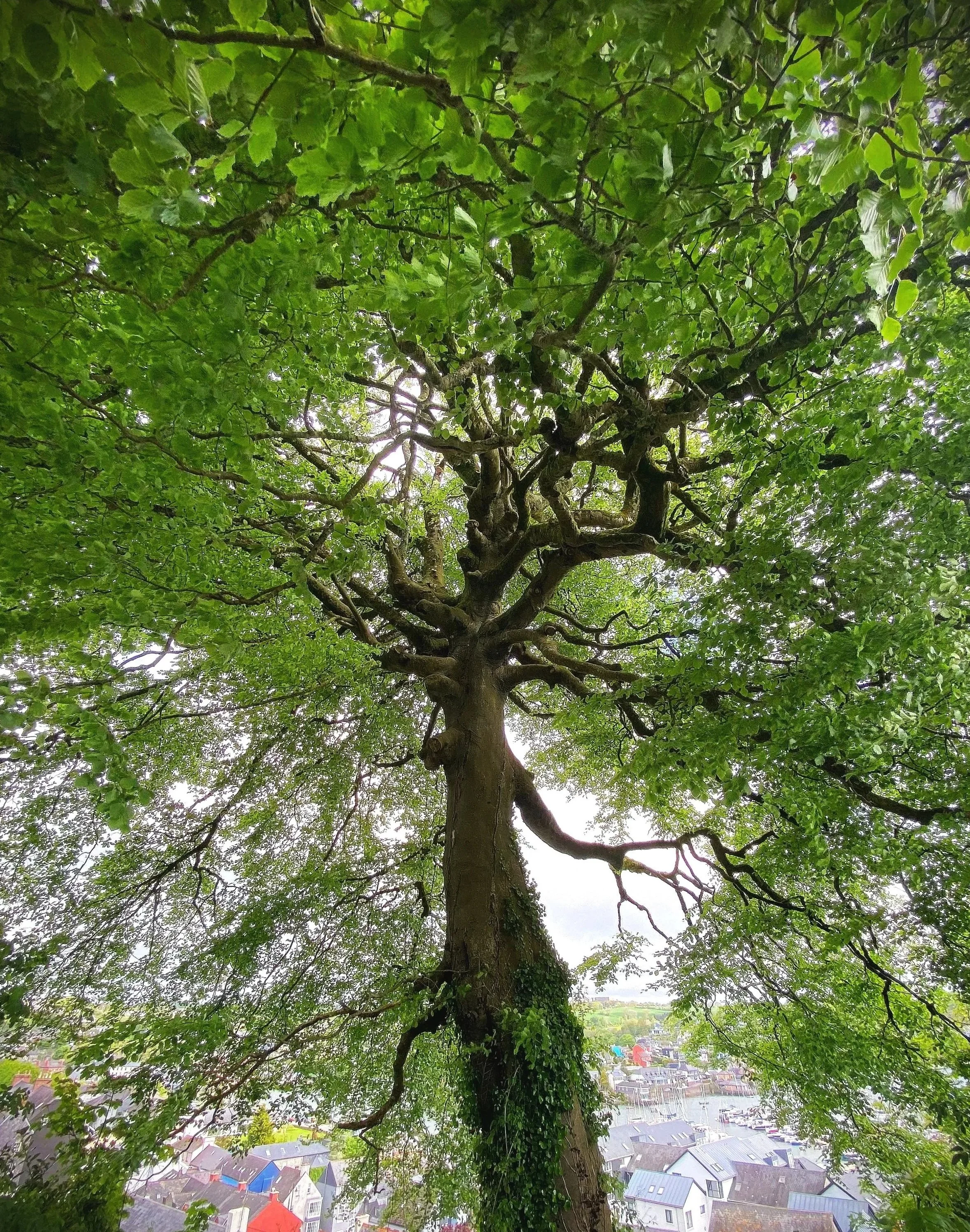 Looking up into the canopy of a large beech tree.